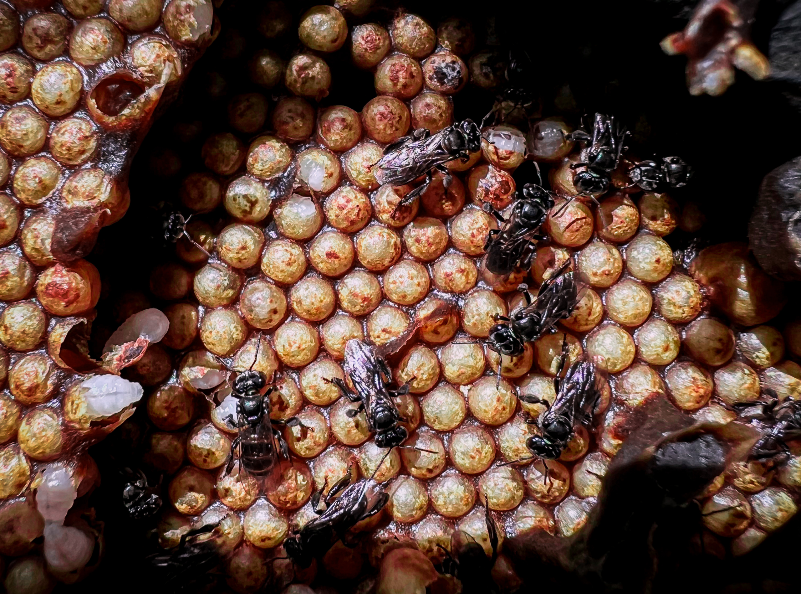 Vulture Bees | 10 Facts On This Carnivorous Bee! | BeesWiki