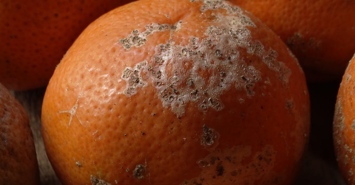 Detailed view of several rotting oranges with mold on a wooden background, emphasizing decay.
