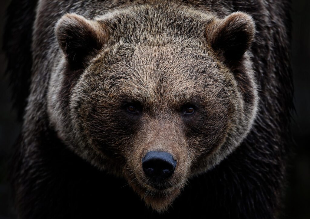 brown bear, grizzly bear, bear, predator, hunter, dangerous, mammal, ursus, grizzly, animal, wildlife, nature, wildlife photography, animal portrait, omnivore
