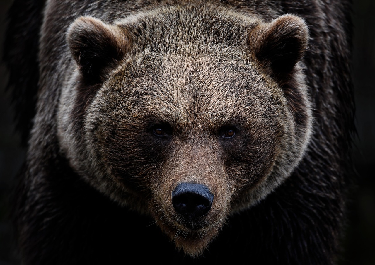 brown bear, grizzly bear, bear, predator, hunter, dangerous, mammal, ursus, grizzly, animal, wildlife, nature, wildlife photography, animal portrait, omnivore