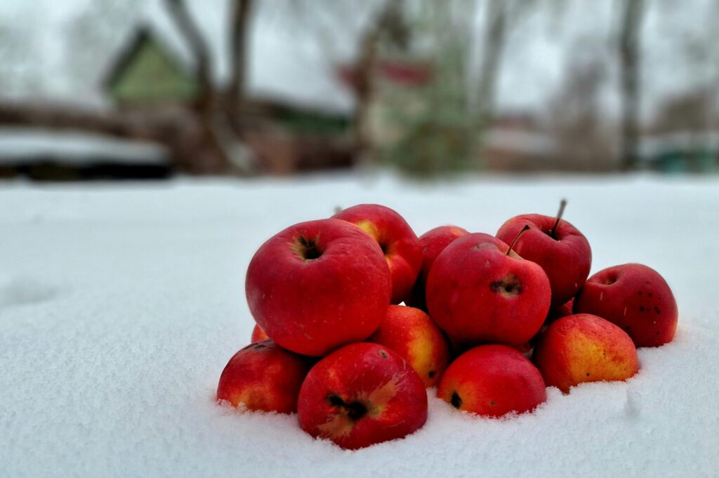 pexels-photo-15803199-15803199 A vibrant pile of red apples resting on clean white snow in a winter landscape.